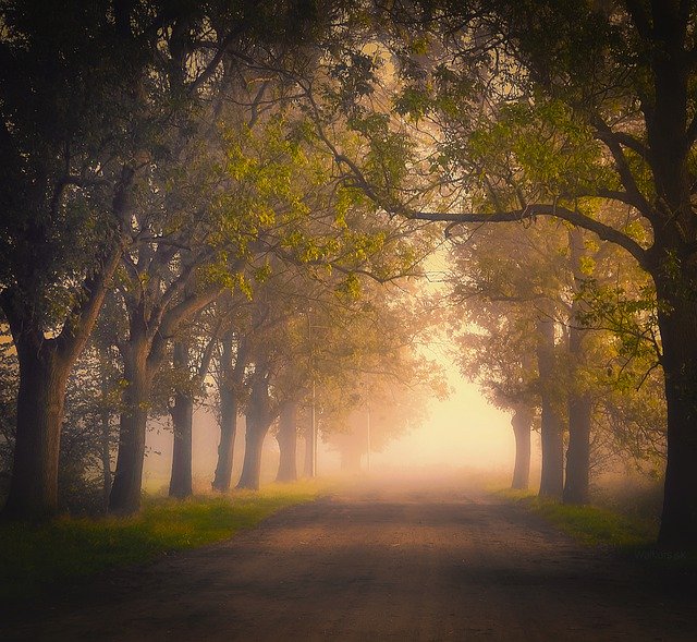 Безкоштовно завантажте Forest Mountain In Up The - безкоштовну фотографію чи зображення для редагування за допомогою онлайн-редактора зображень GIMP