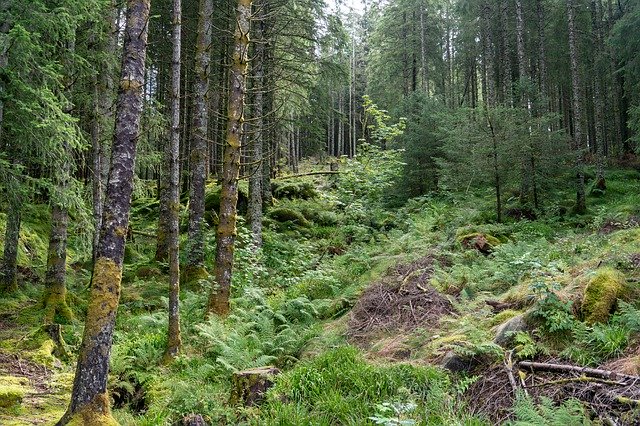 Bezpłatne pobieranie Forest Mountain Norwegia - bezpłatne zdjęcie lub obraz do edycji za pomocą internetowego edytora obrazów GIMP