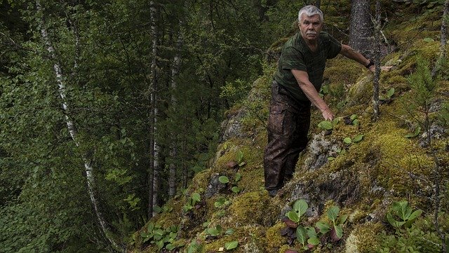 Téléchargement gratuit de Paysage de montagnes forestières - photo ou image gratuite à modifier avec l'éditeur d'images en ligne GIMP