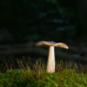 Forest mushroom  screen for extension Chrome web store in OffiDocs Chromium