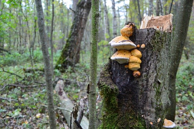 Безкоштовно завантажити Осінь лісових грибів - безкоштовне фото чи зображення для редагування за допомогою онлайн-редактора зображень GIMP