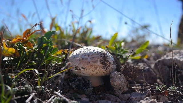 Free download Forest Mushroom Autumn In The Fall -  free photo or picture to be edited with GIMP online image editor