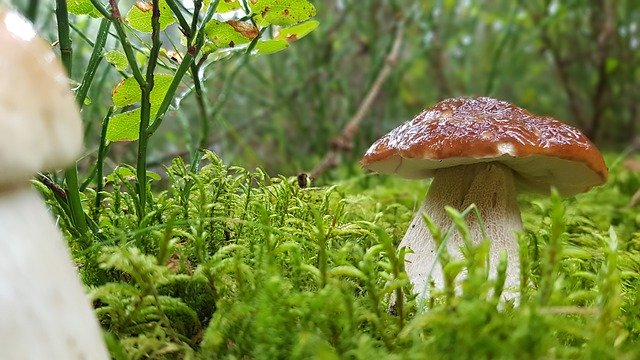 دانلود رایگان Forest Mushroom Cep - عکس یا عکس رایگان قابل ویرایش با ویرایشگر تصویر آنلاین GIMP