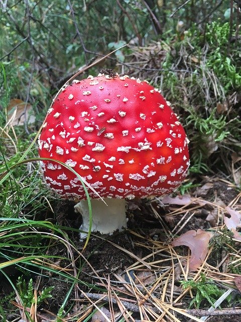 Téléchargement gratuit Agaric mouche aux champignons forestiers - photo ou image gratuite à modifier avec l'éditeur d'images en ligne GIMP