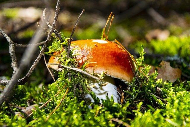 Descarga gratuita Forest Mushroom Macro: foto o imagen gratuita para editar con el editor de imágenes en línea GIMP