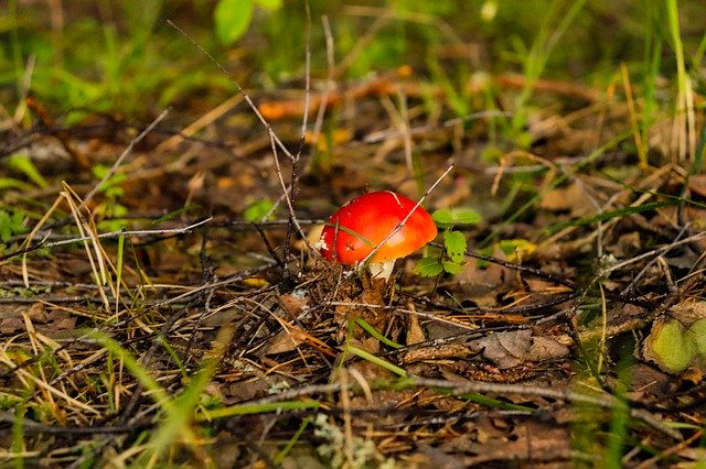 Descarga gratuita Forest Mushroom Mushrooms: foto o imagen gratuita para editar con el editor de imágenes en línea GIMP