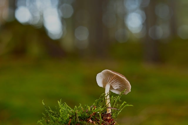 Free download forest mushroom mycology growth free picture to be edited with GIMP free online image editor