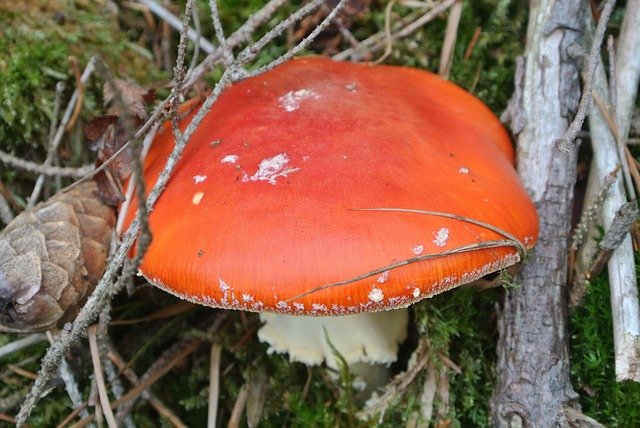 Free download Forest Mushroom Red Autumn -  free photo or picture to be edited with GIMP online image editor