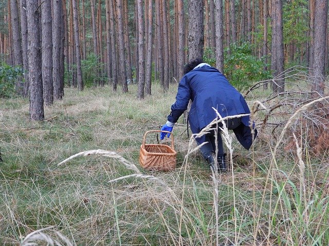 دانلود رایگان Forest Mushrooms Autumn - عکس یا تصویر رایگان قابل ویرایش با ویرایشگر تصویر آنلاین GIMP