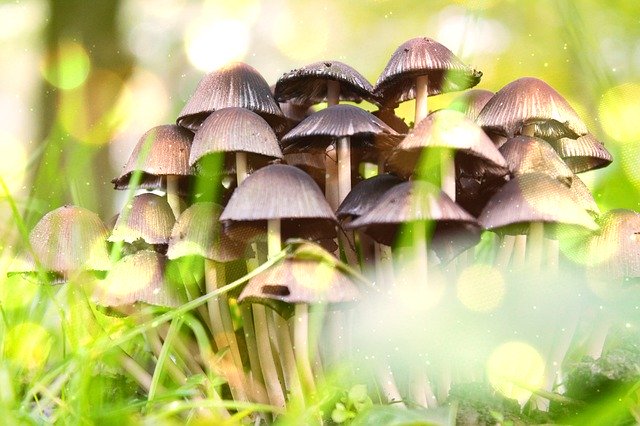 Darmowe pobieranie Forest Mushrooms Grass In The Fall - darmowe zdjęcie lub obraz do edycji za pomocą internetowego edytora obrazów GIMP