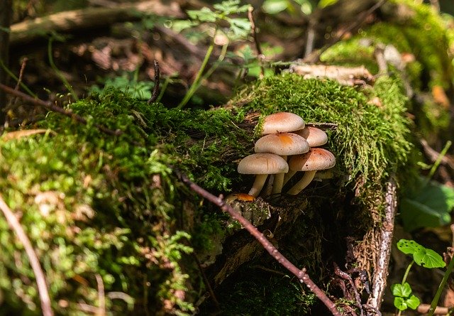 Free download Forest Mushrooms Nature -  free photo or picture to be edited with GIMP online image editor