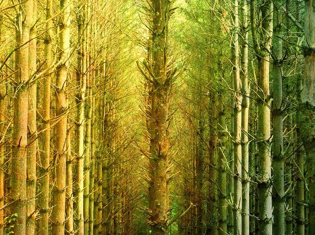 Gratis download Forest Mystical Nature - gratis foto of afbeelding om te bewerken met GIMP online afbeeldingseditor