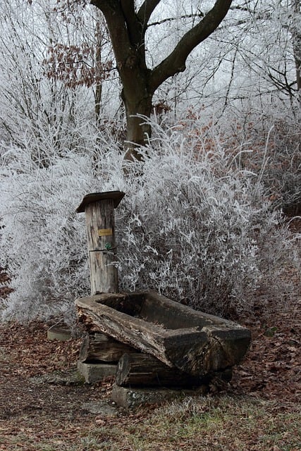 Free download forest natural fountain tree trunks free picture to be edited with GIMP free online image editor