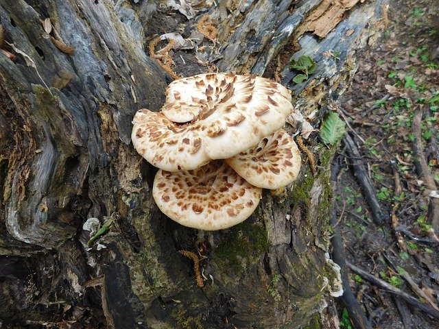 تنزيل مجاني Forest Natural Mushroom - صورة مجانية أو صورة لتحريرها باستخدام محرر الصور عبر الإنترنت GIMP