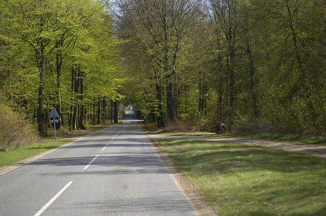 Descărcare gratuită Forest Natural Trees - fotografie sau imagini gratuite pentru a fi editate cu editorul de imagini online GIMP