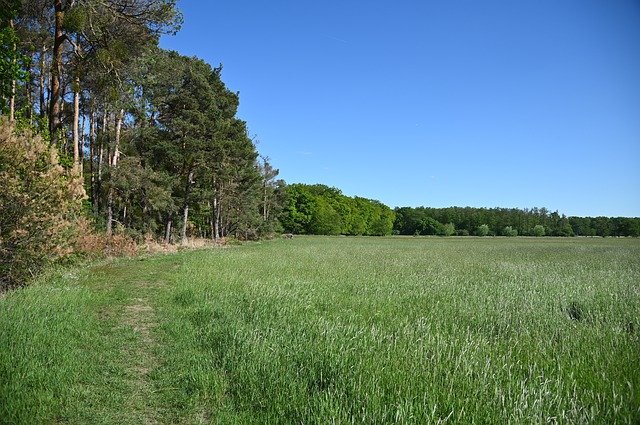 Free download Forest Nature Away -  free photo or picture to be edited with GIMP online image editor