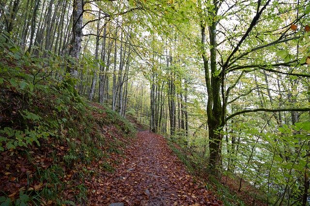 Free download Forest Nature Irati -  free photo or picture to be edited with GIMP online image editor