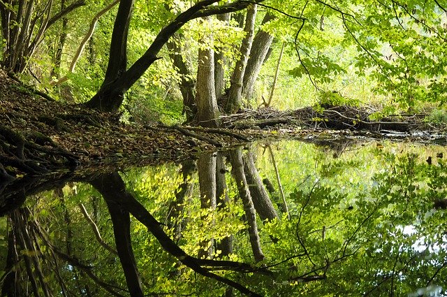 Скачать бесплатно Forest Nature Landscape - бесплатно фото или картинку для редактирования с помощью онлайн-редактора GIMP