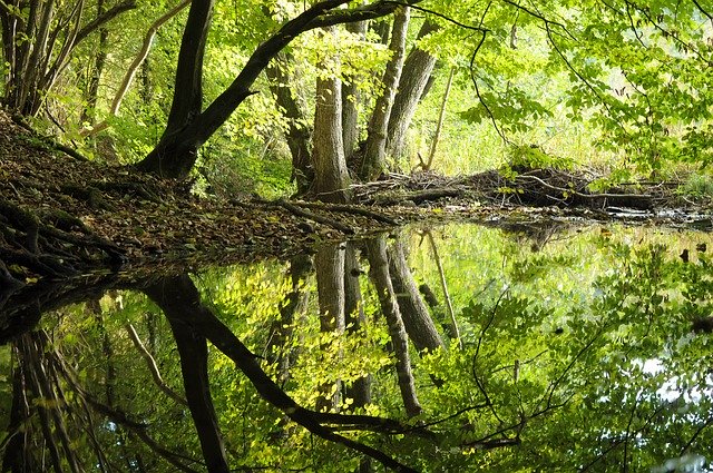 Free download Forest Nature Landscape -  free free photo or picture to be edited with GIMP online image editor