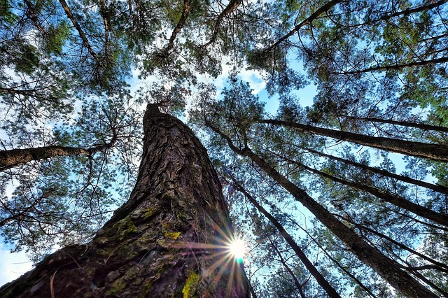 Faça o download gratuito de paisagens da natureza da floresta para viajar gratuitamente para ser editado com o editor de imagens on-line gratuito do GIMP