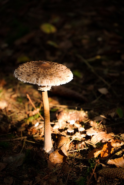 Descarga gratuita de la imagen gratuita de la caída de hongos de la naturaleza del bosque para editar con el editor de imágenes en línea gratuito GIMP