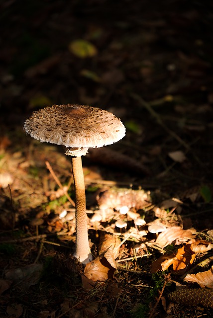 Free download forest nature mushroom fall free picture to be edited with GIMP free online image editor