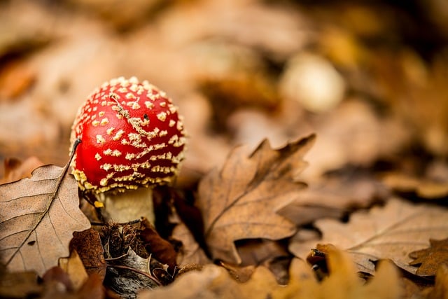 Free download forest nature mushroom moss woods free picture to be edited with GIMP free online image editor