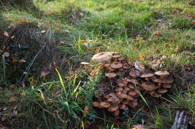 Muat turun percuma Forest Nature Mushrooms - foto atau gambar percuma untuk diedit dengan editor imej dalam talian GIMP