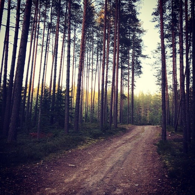 Безкоштовно завантажте Forest Nature Road - безкоштовне фото або зображення для редагування за допомогою онлайн-редактора зображень GIMP