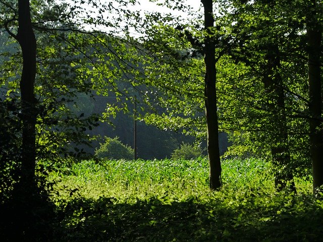 ดาวน์โหลด Forest Nature Scenic ฟรี - ภาพถ่ายหรือภาพฟรีที่จะแก้ไขด้วยโปรแกรมแก้ไขรูปภาพ GIMP ออนไลน์