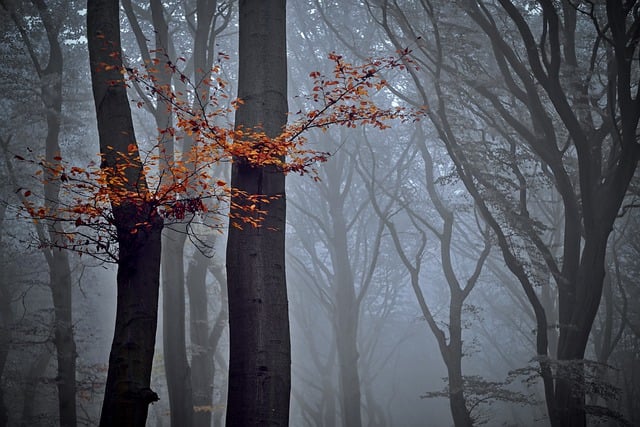 Muat turun percuma pokok alam hutan beech musim luruh gambar percuma untuk diedit dengan editor imej dalam talian percuma GIMP