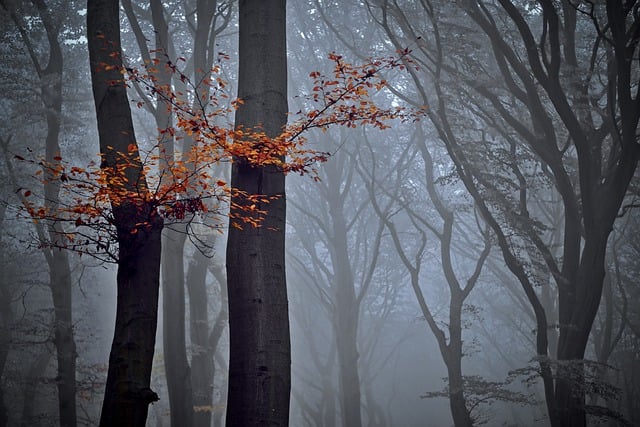 Free download forest nature trees beech autumn free picture to be edited with GIMP free online image editor