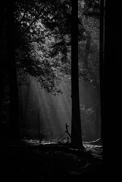 Free download forest nature trees sunrise free picture to be edited with GIMP free online image editor