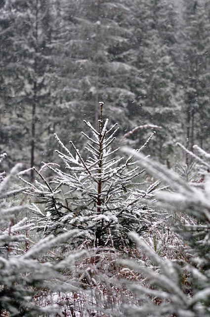 Free download forest nature trees winter free picture to be edited with GIMP free online image editor