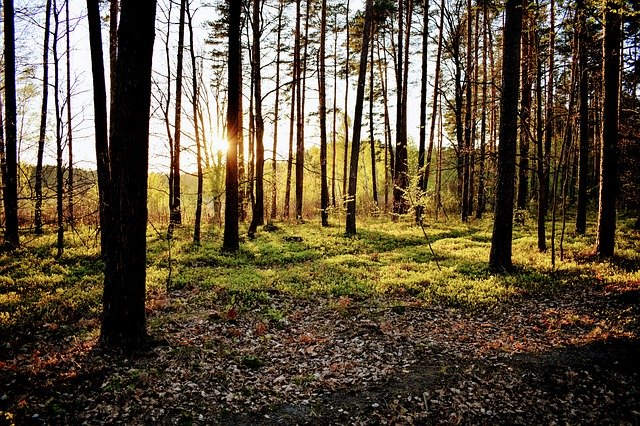 免费下载 Forest Nature West - 可使用 GIMP 在线图像编辑器编辑的免费照片或图片