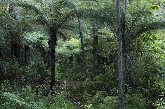 Free download Forest New Zealand Native Bush -  free photo or picture to be edited with GIMP online image editor