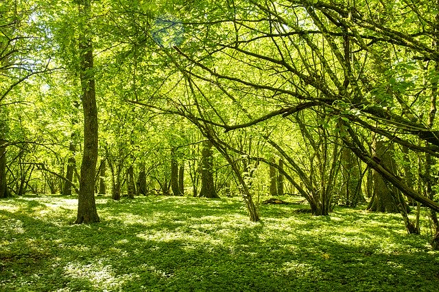 Descarga gratuita Forest Oak Trees Nature - foto o imagen gratuita para editar con el editor de imágenes en línea GIMP