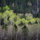 Forest of changing leaves  screen for extension Chrome web store in OffiDocs Chromium