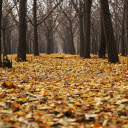 Forest of fallen leaves  screen for extension Chrome web store in OffiDocs Chromium