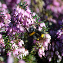 Forest of Flowers and Big Bees  screen for extension Chrome web store in OffiDocs Chromium