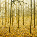forest of golden maple leaves in late autumn  screen for extension Chrome web store in OffiDocs Chromium