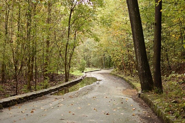 Free download Forest Park Nature -  free photo or picture to be edited with GIMP online image editor