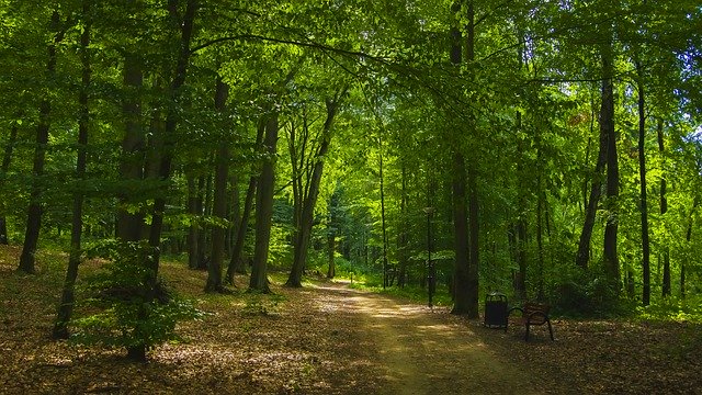 Muat turun percuma Forest Park Summer - foto atau gambar percuma untuk diedit dengan editor imej dalam talian GIMP