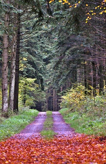 Unduh gratis Forest Path Autumn - foto atau gambar gratis untuk diedit dengan editor gambar online GIMP