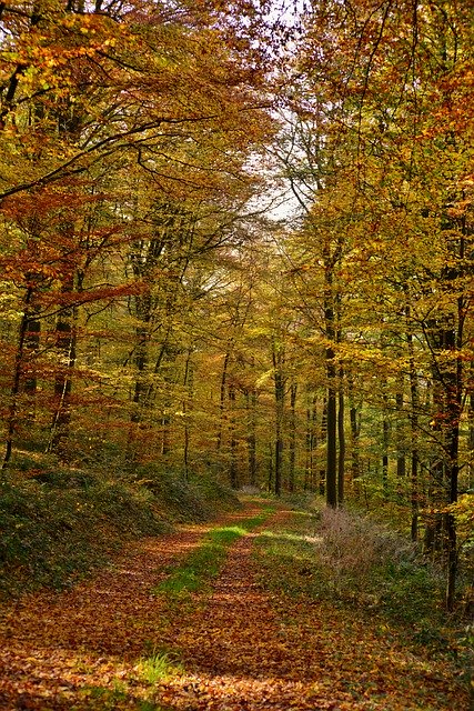 Template Photo Forest Path Autumn Fall -  for OffiDocs
