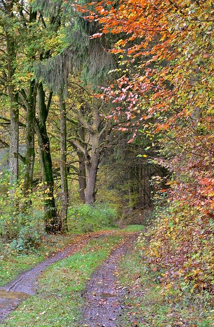 Unduh gratis Forest Path Autumn Vote - foto atau gambar gratis untuk diedit dengan editor gambar online GIMP