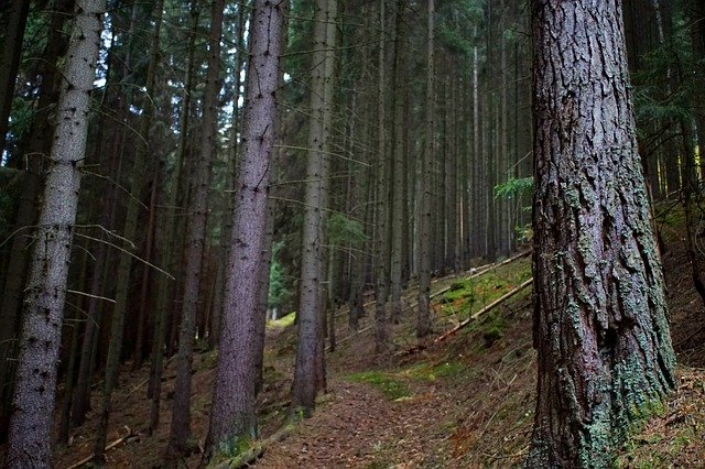 免费下载 Forest Path Away - 使用 GIMP 在线图像编辑器编辑的免费照片或图片