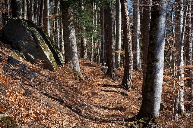 Download grátis Forest Path Away Nature - foto ou imagem grátis para ser editada com o editor de imagens online GIMP