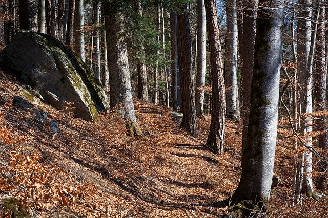 Free download Forest Path Away Nature -  free photo or picture to be edited with GIMP online image editor