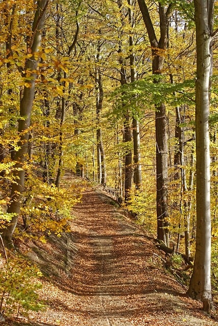 Free download forest path fall leaves trees free picture to be edited with GIMP free online image editor